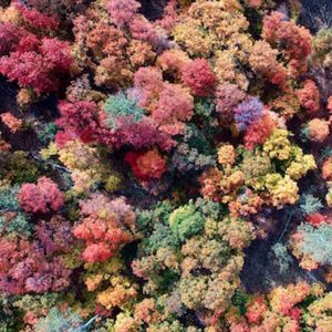 Beautiful Autumn Forest - Image