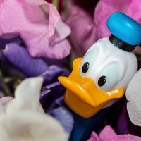 Donald Duck - Image
