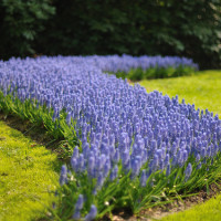 Keukenhof Holland - Image