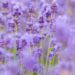 Lavender Field - Image